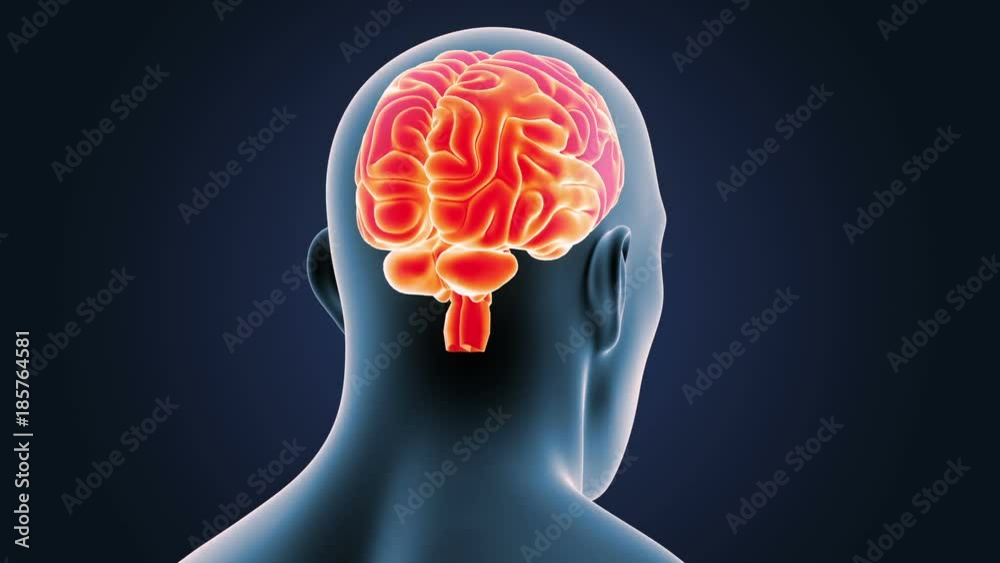 Brain with Body Closeup Brain with Body Closeup