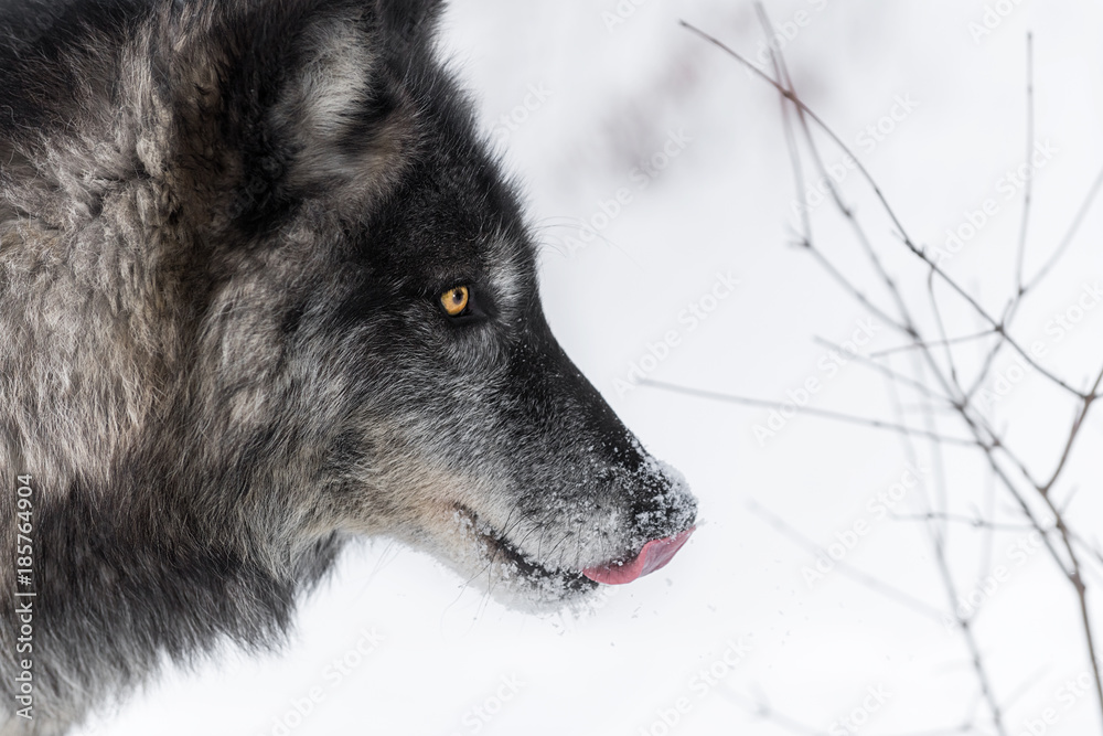 Black Phase Grey Wolf (Canis lupus) Licks Nose