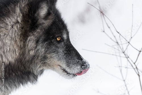 Obraz na płótnie Black Phase Grey Wolf (Canis lupus) Licks Nose w salonie