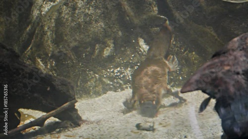 a platypus hunts for food in the gravel of a riverbed photo