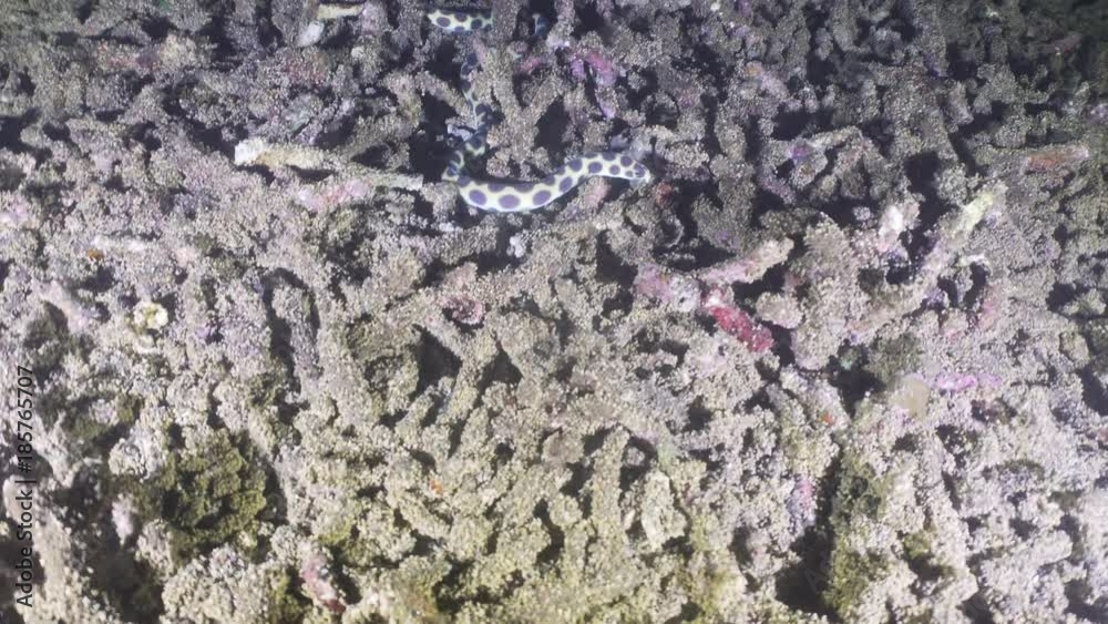 Tropical fish on coral reef at night. Wonderful and beautiful underwater world with corals and tropical fish. Hard and soft corals. Diving and snorkeling in the tropical sea. Travel concept. 4K video. Tropical fish on coral reef at night. Wonderful and beautiful underwater world with corals and tropical fish. Hard and soft corals. Diving and snorkeling in the tropical sea. Travel concept. 4K video.
