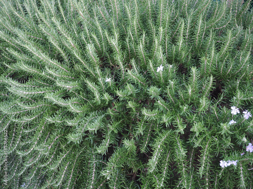 branche sof thymes branche sof thymes