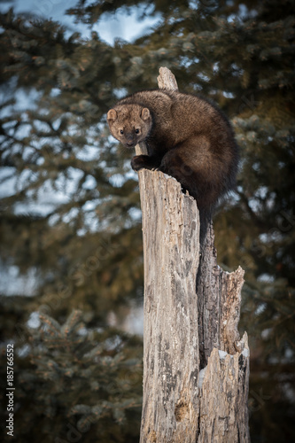 Fisher (Martes pennanti) Stares Out from Tree