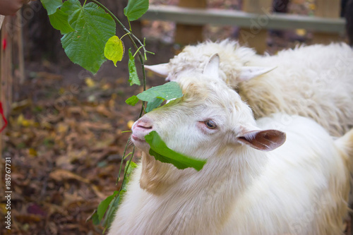 white goats eat green leaves photo