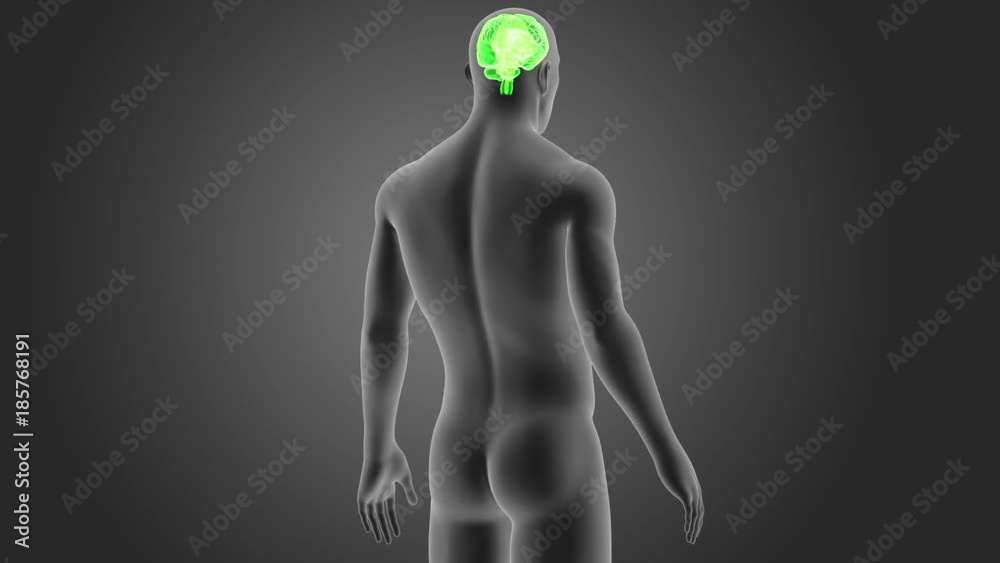 Brain with Body Brain with Body