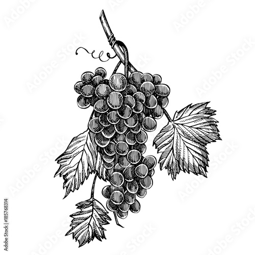 Grapes monochrome sketch. Hand drawn grape bunches. Isolated on white background. Hand drawn engraving style illustrations.