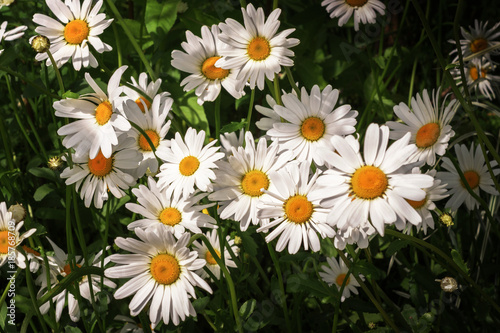 white daisies