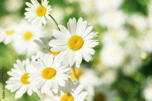 Fototapeta Naklejka Na Ścianę i Meble -  white daisies