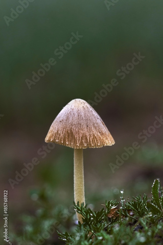 Mushroom