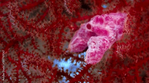 close up of clolourful sea fan (Scleraxonia), WAKATOBI, Indonesia, RED 5K ws 21:9 photo