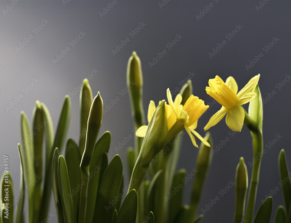 Naklejka premium Narcissus