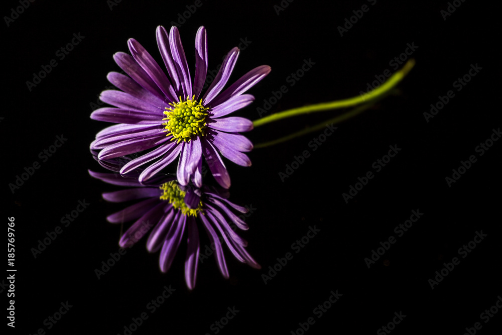Gerbera in the dark Gerbera in the dark