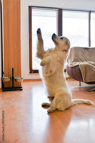 Golden Retriever male playing indoors and raising two paws