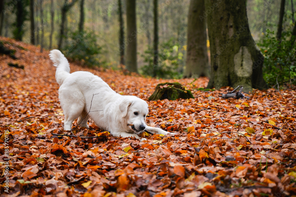 Playful golden retriever in a forest Playful golden retriever in a forest