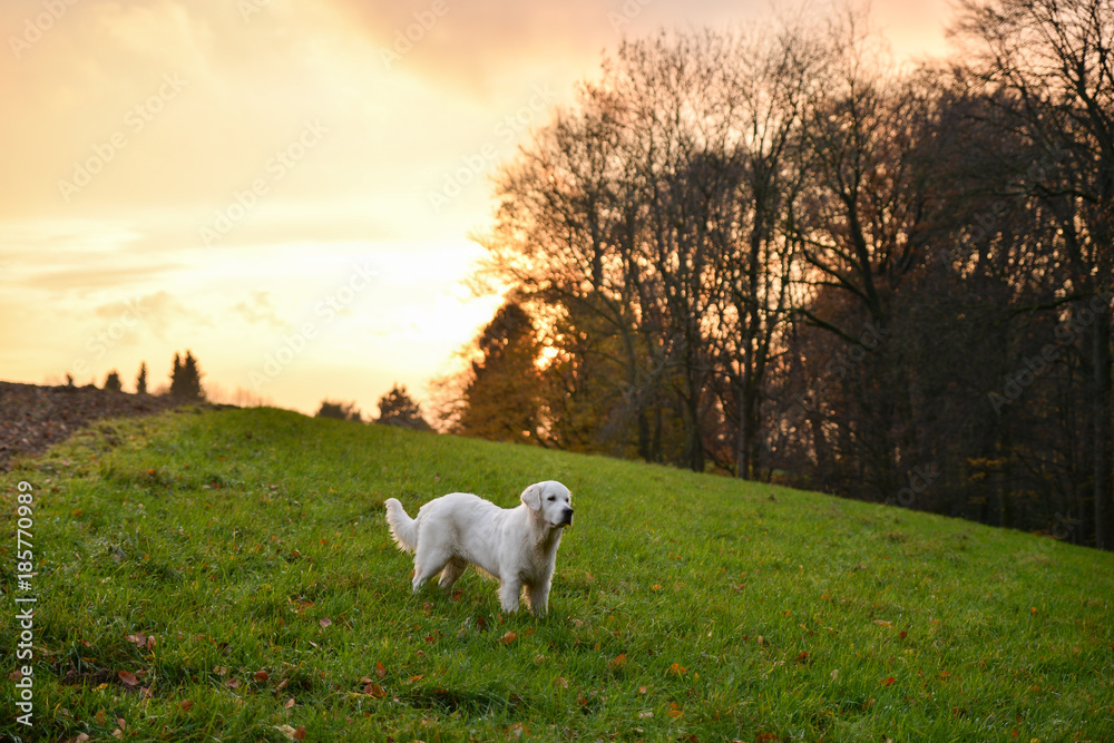 Fototapeta premium Golden Retriever staying on a field in autumn