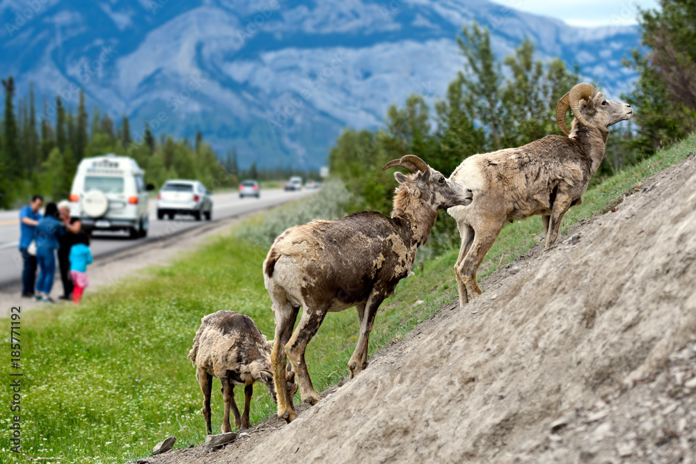 Fototapeta premium Bighorn sheep (Ovis canadensis), Jasper National Park, Alberta, Canada