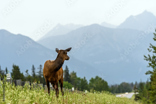 Wild Elk or Wapiti (Cervus canadensis) in Jasper National Park, Alberta, Canada