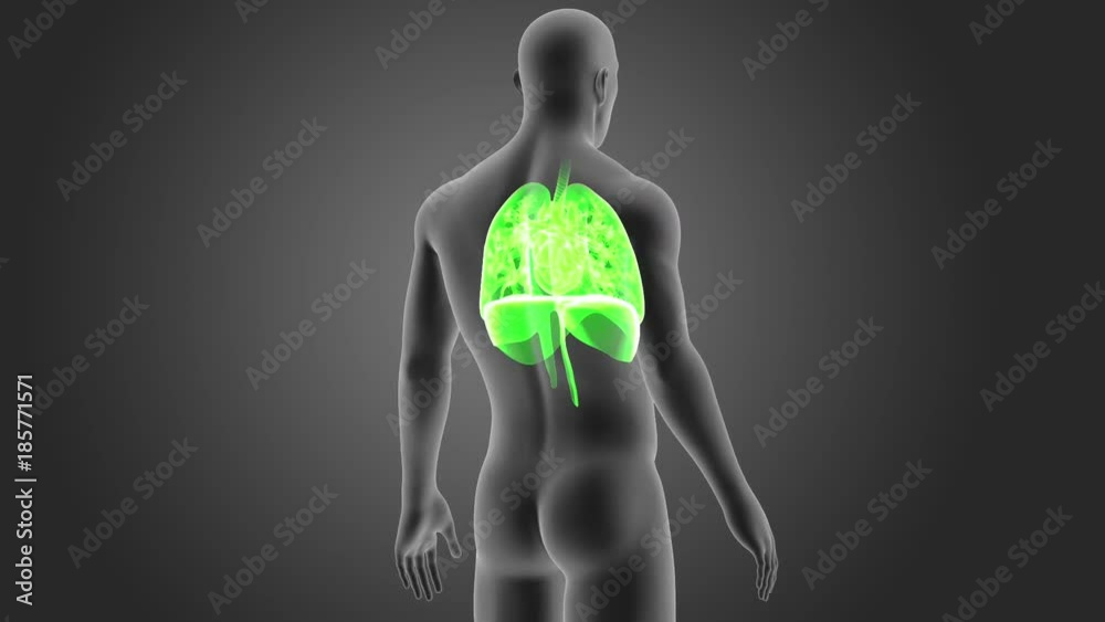 Heart, Lungs and Diaphragm with Body Heart, Lungs and Diaphragm with Body