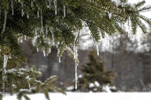 Long Icicle on Northern Evergreen Tree - Closeup view of icicles hanging from a Maine evergreen tree branch right after a winter frozen rain snow fall.