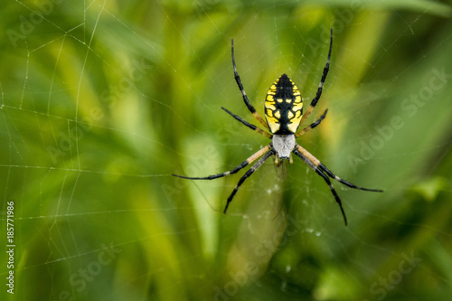 Garden Spider resting on its web © Craig J Kasseckert
