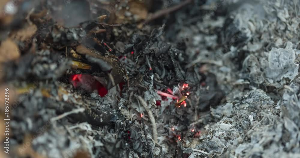 Timelapse video of a burning oak leaf in the ashes of a big pile of leaves and twigs in autumn as a part of garden preparation for winter in 4k 4096 pixels, 24fps Timelapse video of a burning oak leaf in the ashes of a big pile of leaves and twigs in autumn as a part of garden preparation for winter in 4k 4096 pixels, 24fps