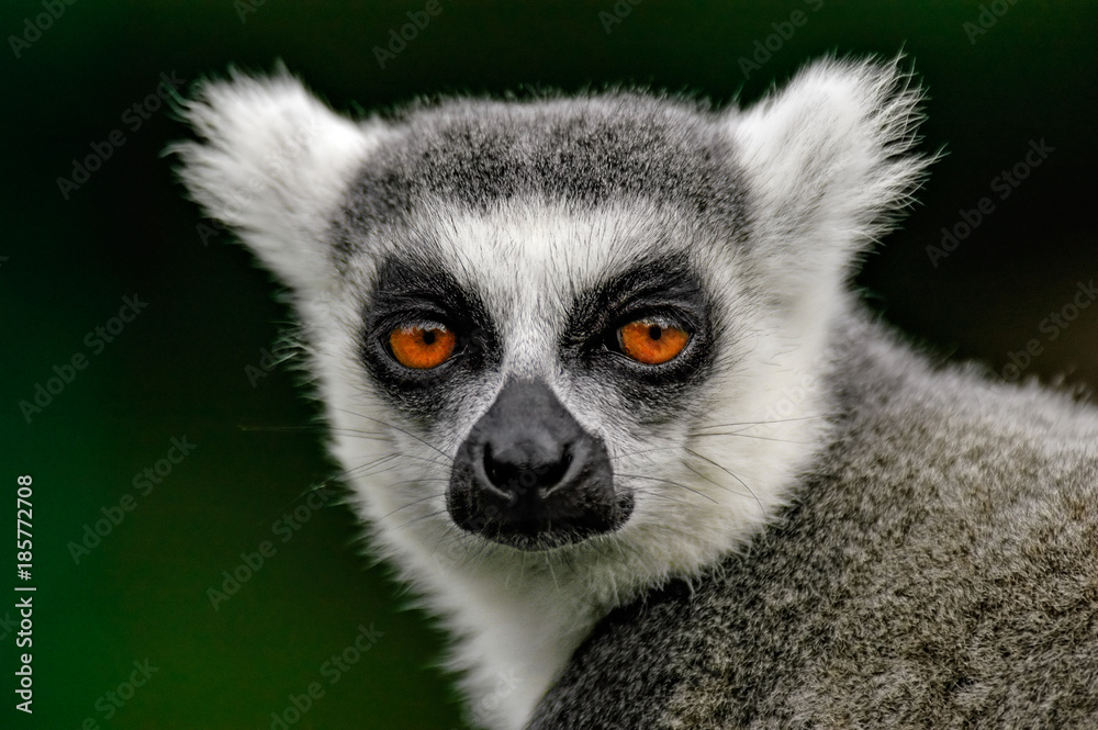 Obraz premium Ring-tailed Lemur (Lemur catta)
