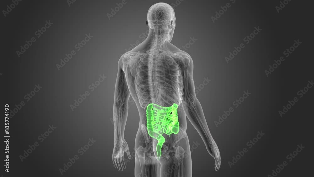Intestine with Anatomy Intestine with Anatomy