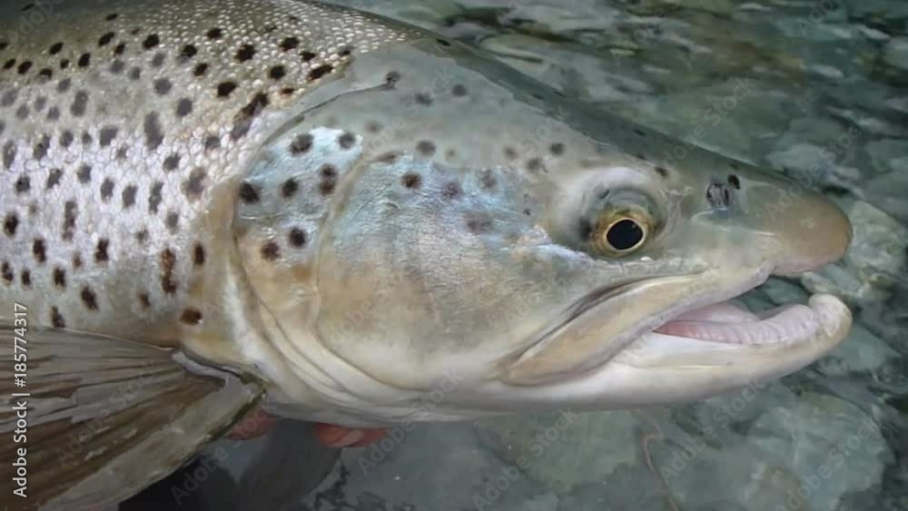 tracking shot of the side and head of a large brown trout prior to being released tracking shot of the side and head of a large brown trout prior to being released