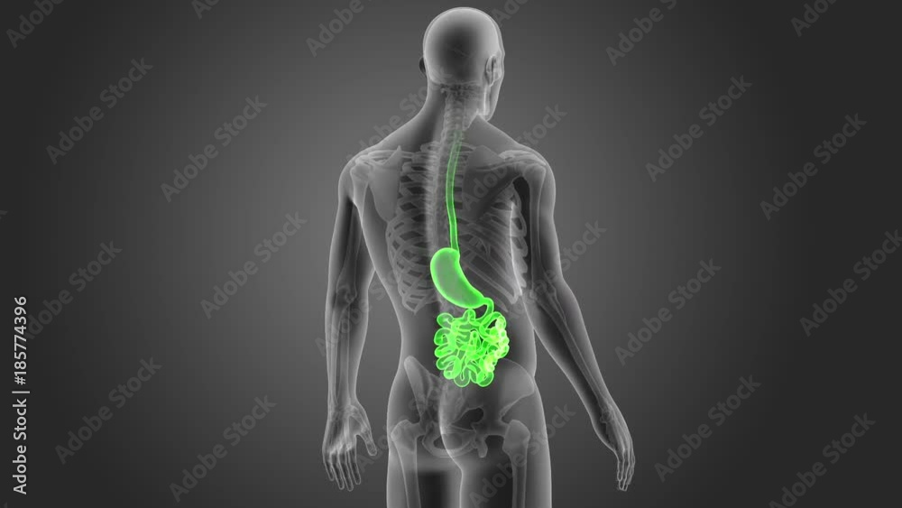 Stomach and Small Intestine with Skeleton Stomach and Small Intestine with Skeleton