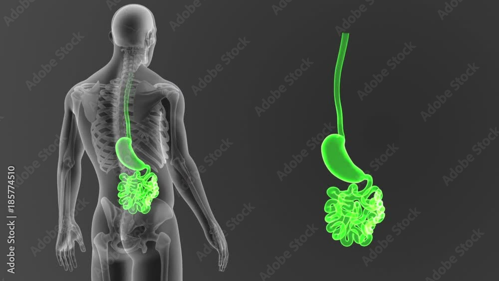 Stomach and Small Intestine zoom with Skeleton Stomach and Small Intestine zoom with Skeleton