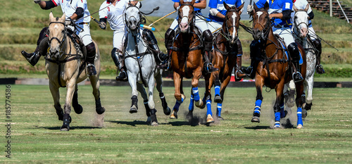 Horses and Players in Polo Horse