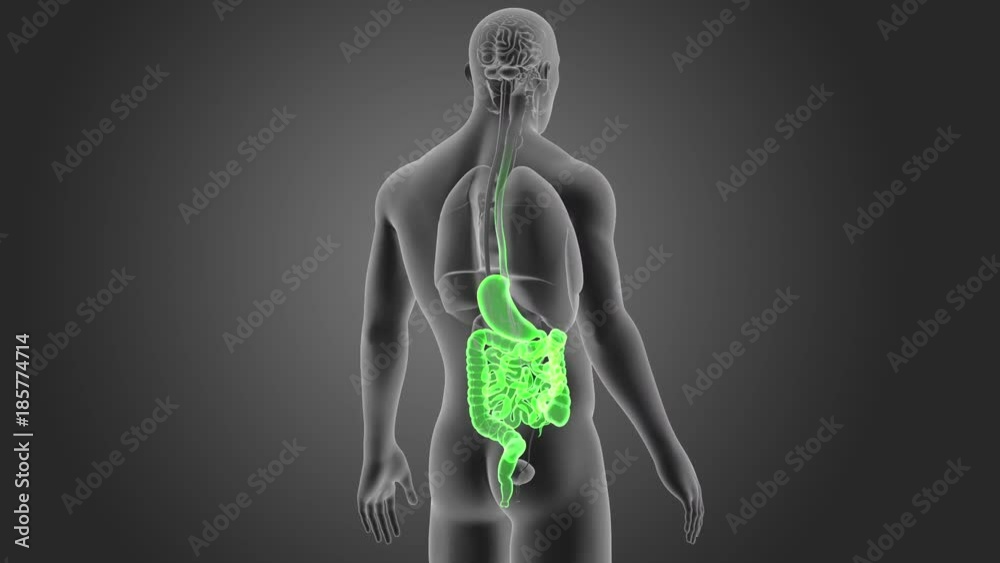 Stomach and Intestine with Organs Stomach and Intestine with Organs