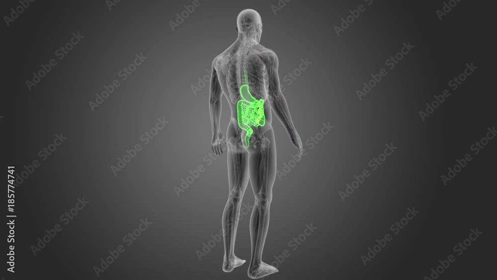 Stomach and Intestine with Anatomy Stomach and Intestine with Anatomy