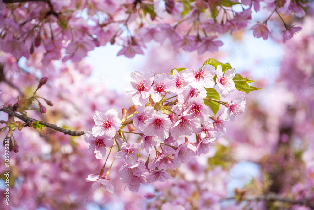 桜と青い空