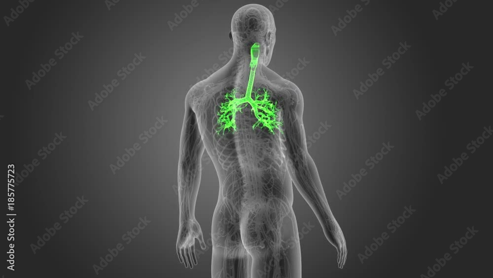 Trachea zoom with Organs Trachea zoom with Organs