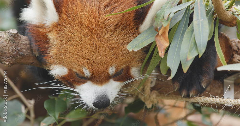 Fototapeta premium Sleeping Red panda