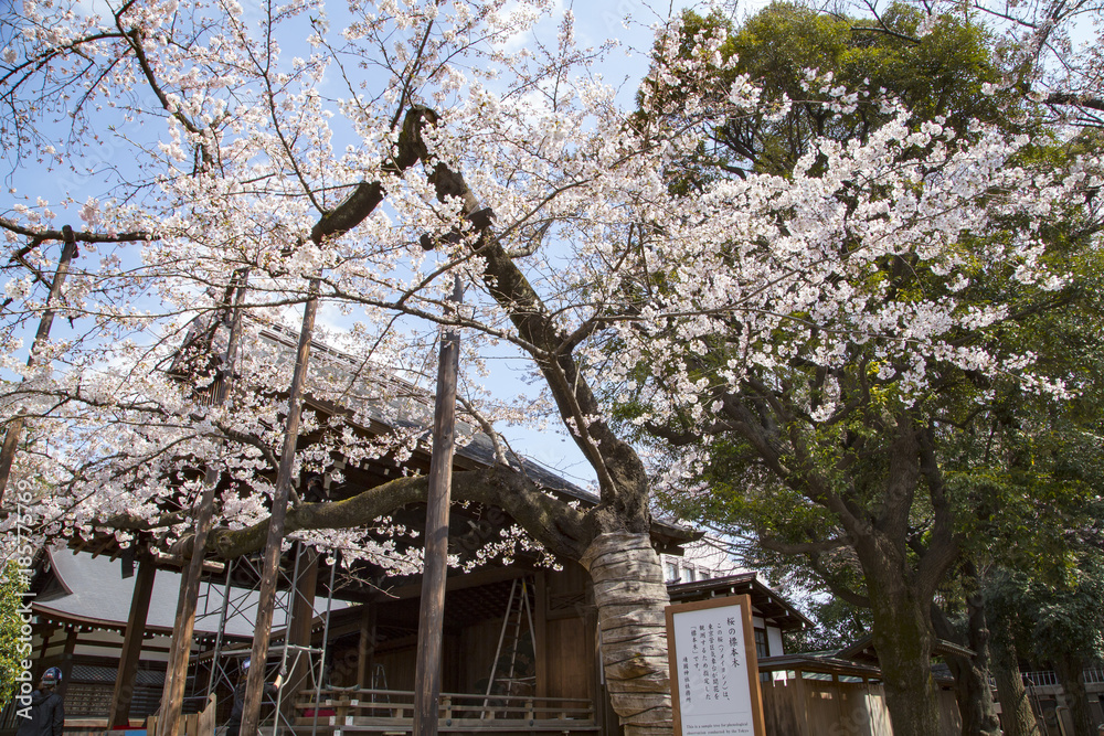 靖国神社　桜の標準木
