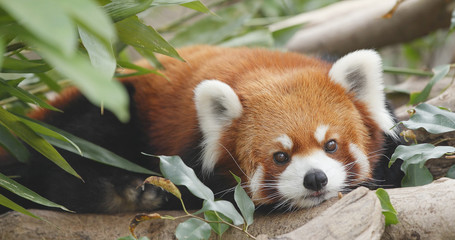Fotobehang Panda Schattige rode panda van dichtbij  © leungchopan