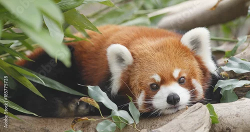 Obraz Słodka czerwona panda