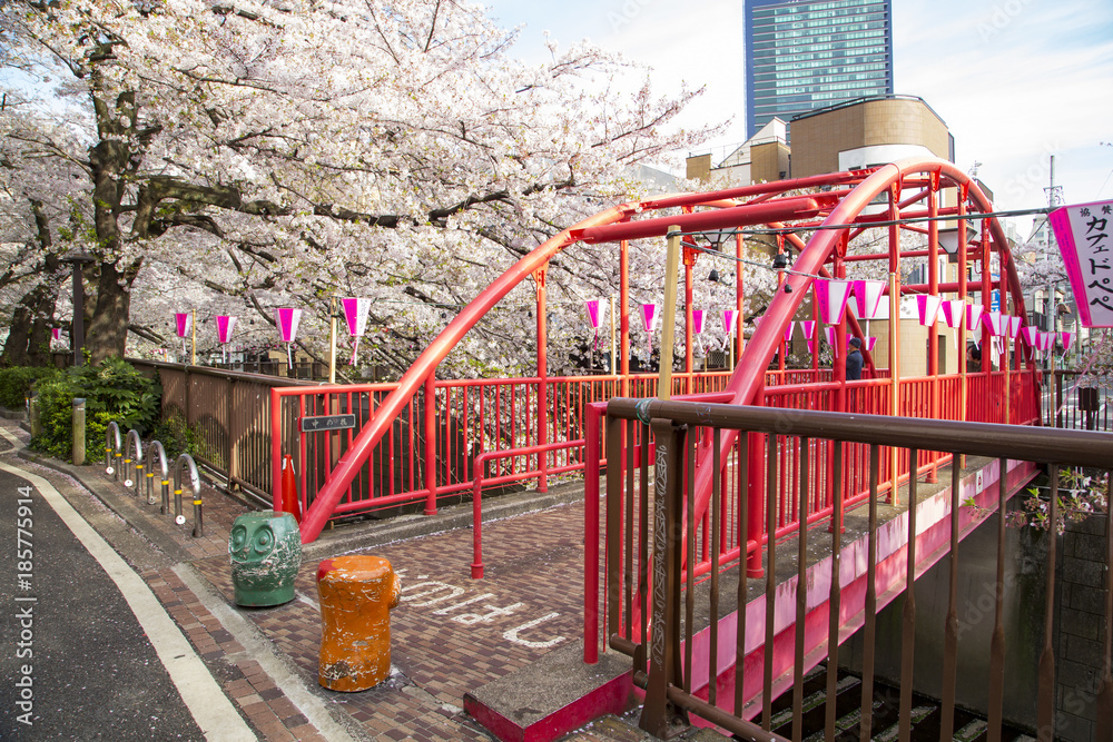 目黒川の桜（中の橋）