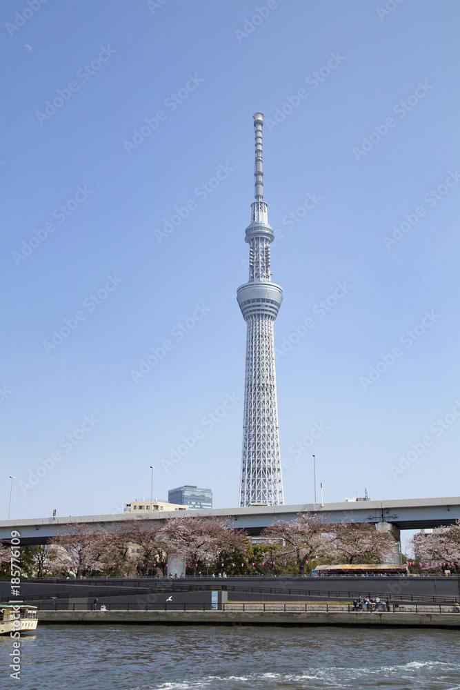 隅田公園と東京スカイツリー