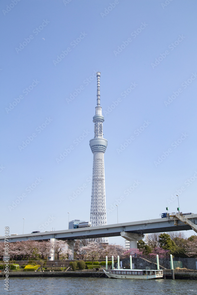 隅田公園と東京スカイツリー