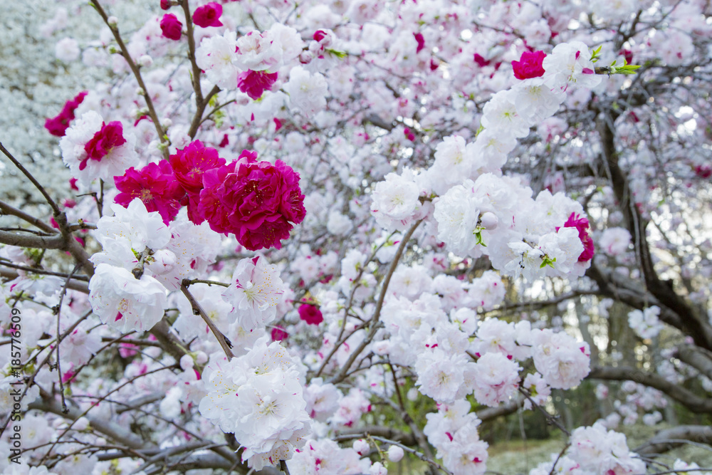 Obraz premium 砧公園の源平桃
