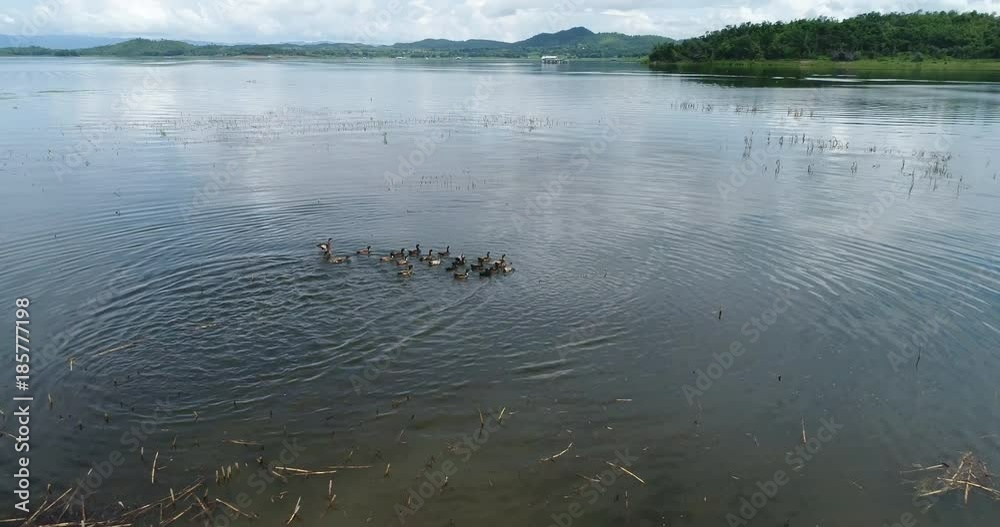 Ducks swimming in the lake after eating grass in a field. Ducks swimming in the lake after eating grass in a field.