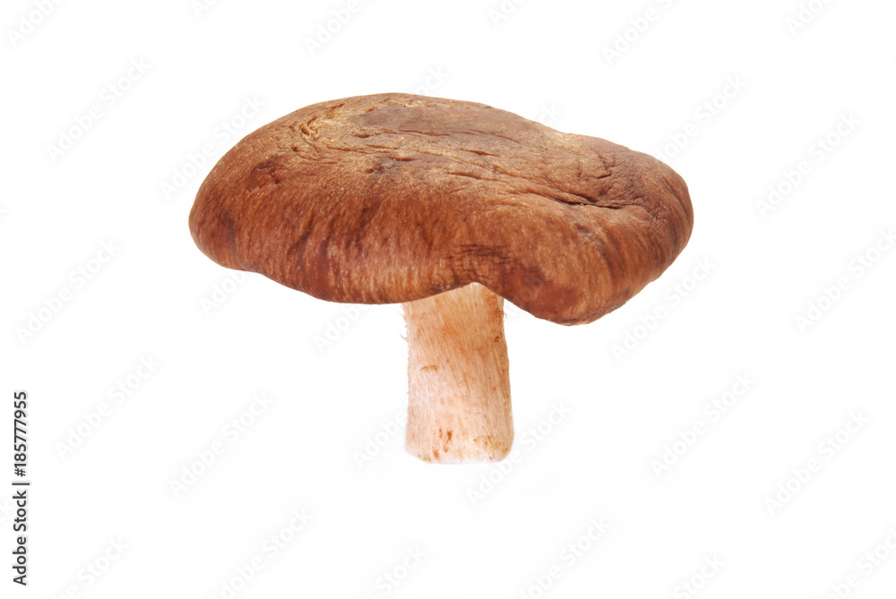 Whole raw shiitake mushrooms isolated white background. Whole raw shiitake mushrooms isolated white background.