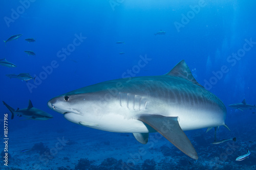 Tiger Shark in Pacific 