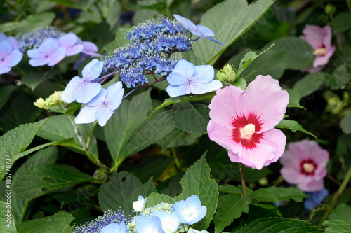 Wallpaper Mural ピンクのムクゲと青紫の紫陽花 Torontodigital.ca