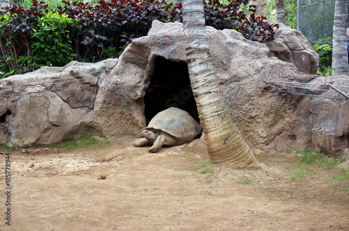 Giant Tortoise (Aldabrachelys gigantea) crawls out of the cave. photo