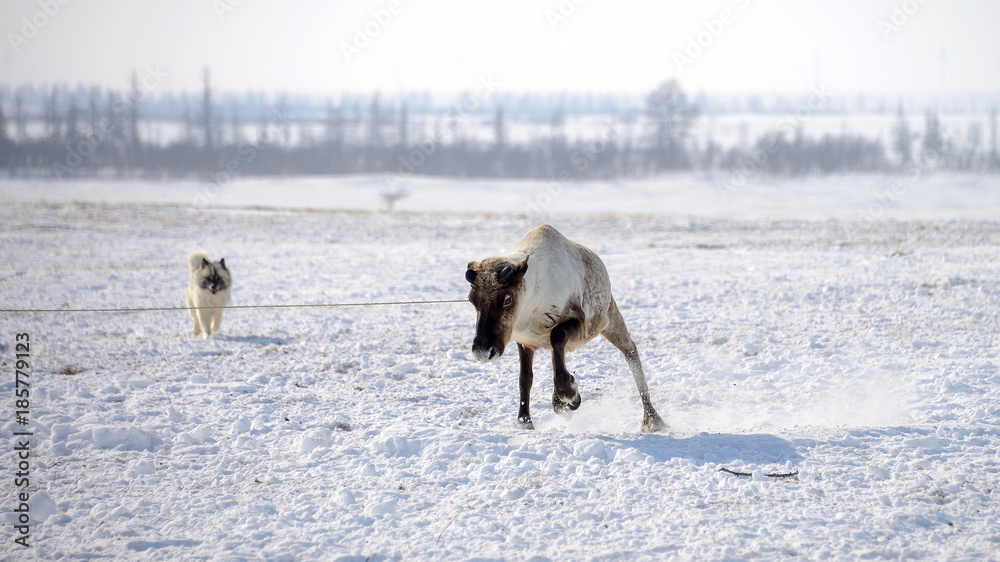 Naklejka premium олень на аркане