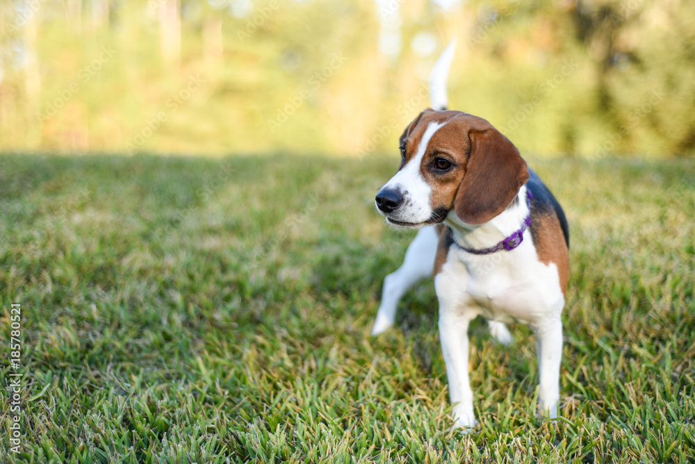 Small young Beagle enjoying the green grass outdoors 